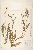 短裂苦苣菜藏品圖，第1張