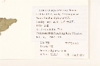 短裂苦苣菜藏品圖，第2張