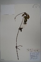 阿里山忍冬、漸尖葉忍冬藏品圖，第1張