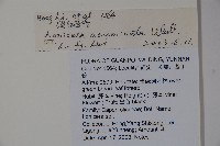 阿里山忍冬、漸尖葉忍冬藏品圖，第2張