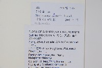 異葉梁王茶藏品圖，第2張