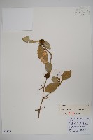 粉葉小檗藏品圖，第1張