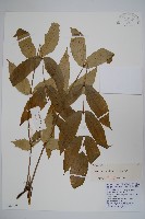 長柱十大功勞藏品圖，第1張