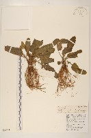 大丁草藏品圖，第1張