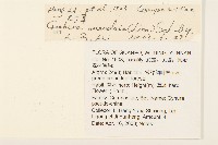 大丁草藏品圖，第2張