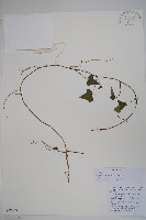 常春藤藏品圖，第1張