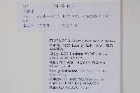 常春藤藏品圖，第2張