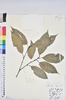 青剛櫟、鐵椆藏品圖，第1張