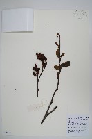 尼泊爾赤楊藏品圖，第1張