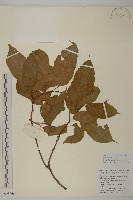 哥蘭葉藏品圖，第1張