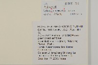 哥蘭葉藏品圖，第2張