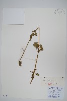 川牛膝藏品圖，第1張