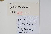 川牛膝藏品圖，第2張