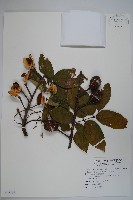 鐘萼木藏品圖，第1張