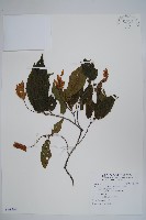 蘭邯千金榆藏品圖，第1張