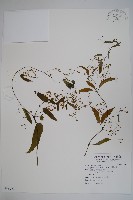 台灣鷗蔓藏品圖，第1張