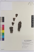 台灣奴草藏品圖，第1張