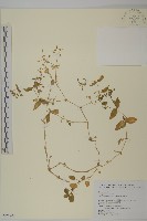 牛繁縷藏品圖，第1張