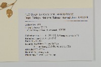 牛繁縷藏品圖，第2張