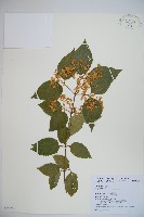 呂宋莢迷藏品圖，第1張