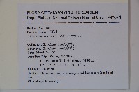 呂宋莢迷藏品圖，第2張