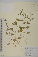 牛繁縷藏品圖，第1張