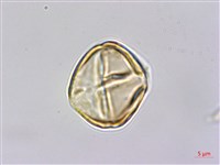 金絲桃、金線海棠藏品圖，第2張