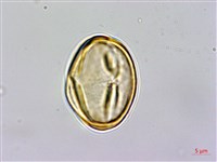 金絲桃、金線海棠藏品圖，第3張