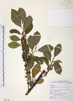 森氏紅淡比藏品圖，第1張