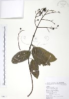 山香圓藏品圖，第1張