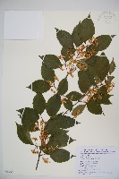 呂宋莢迷藏品圖，第1張