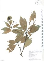 豬腳楠藏品圖，第1張