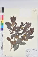 細葉饅頭果藏品圖，第1張