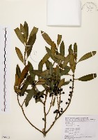 大明橘藏品圖，第1張