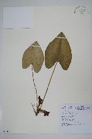 大花細辛、馬蹄香藏品圖，第1張