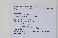 大花細辛、馬蹄香藏品圖，第2張