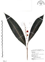 山月桃藏品圖，第1張