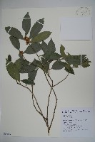 糊樗藏品圖，第1張