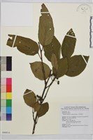 中原氏鼠李藏品圖，第1張