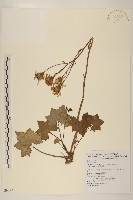 臺灣山菊藏品圖，第1張