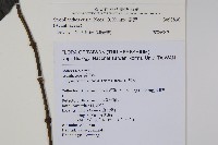 馬藍藏品圖，第2張