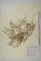 三脈種阜草藏品圖，第1張