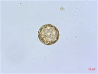 三脈種阜草藏品圖，第2張