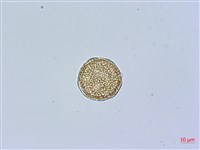 三脈種阜草藏品圖，第3張