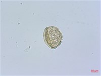 三脈種阜草藏品圖，第4張