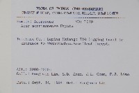 臺灣紅榨槭藏品圖，第2張