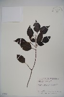 高山莢迷藏品圖，第1張