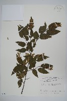 阿里山千金榆藏品圖，第1張