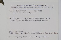 阿里山千金榆藏品圖，第2張