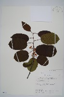 紅莖獼猴桃藏品圖，第1張